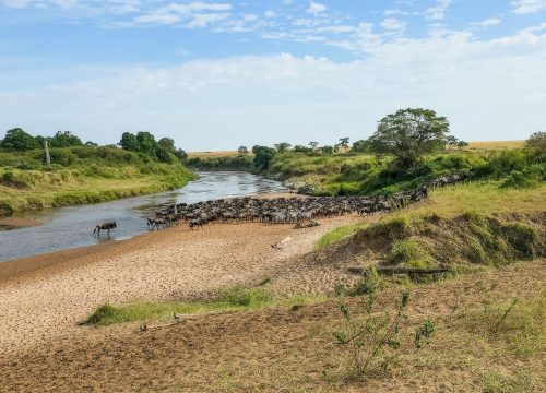 Best Time to Visit Maasai Mara for an Unforgettable Safari Experience