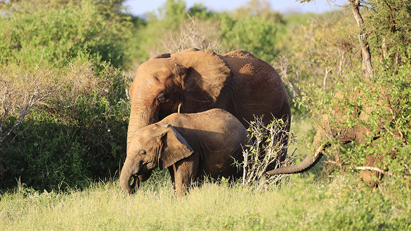 Amboseli