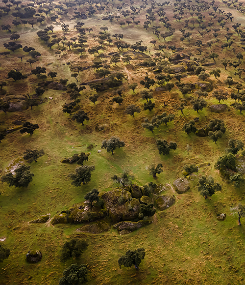 Tsavo