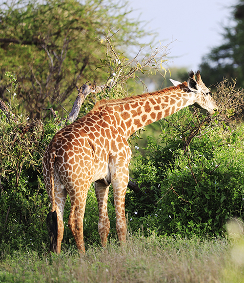 Maasai Mara