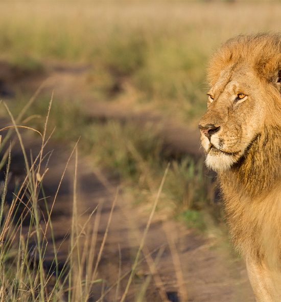 Maasai Mara Safari
